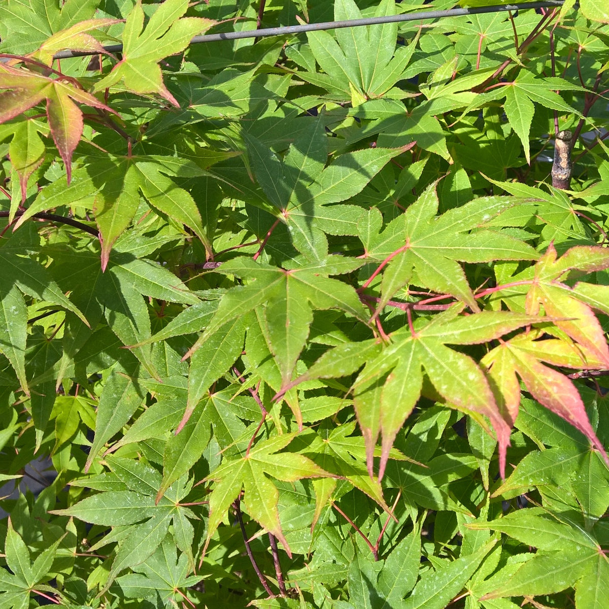 Erable Acer palmatum Ozakasuki 15L - Willemse