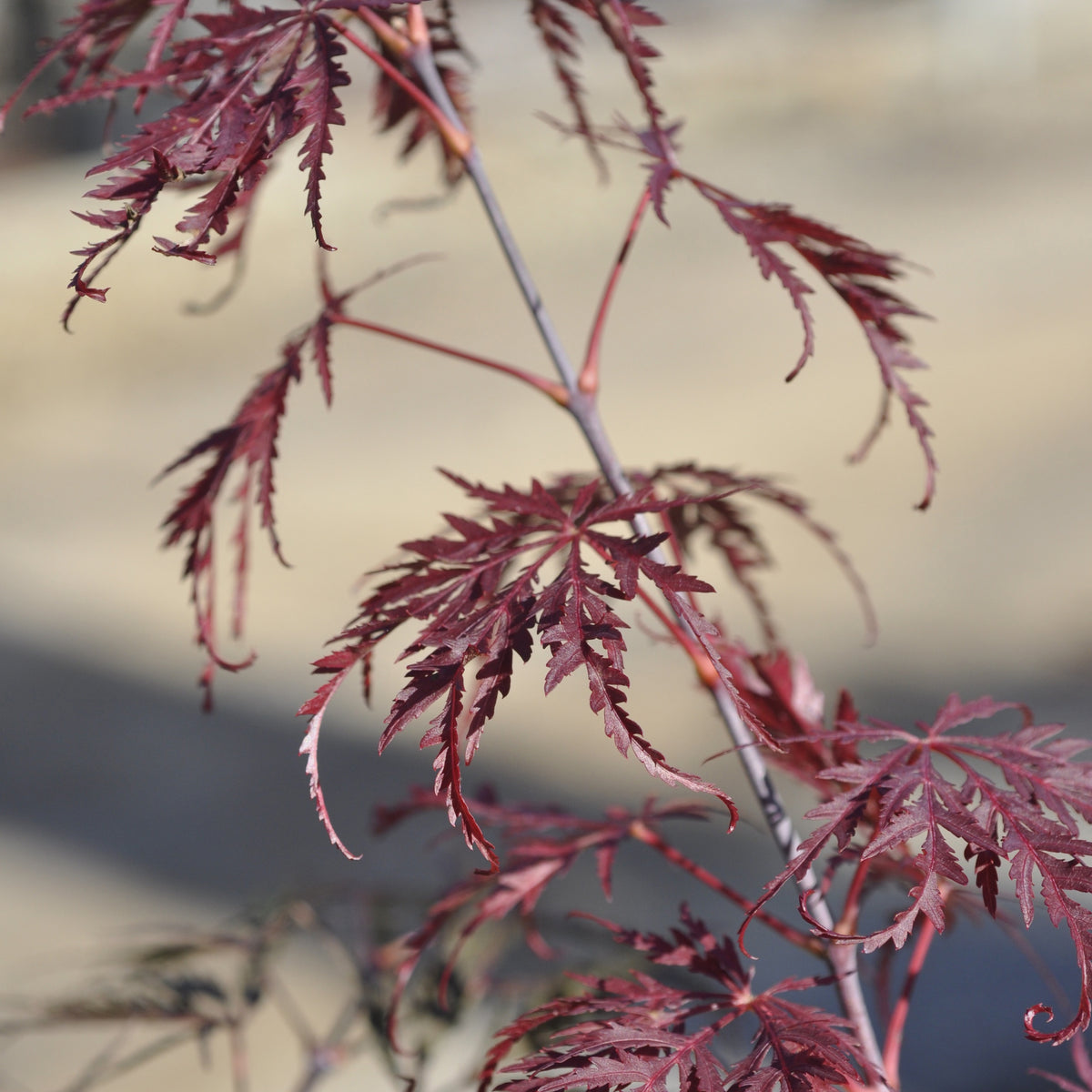 Erable Acer palmatum Dissectum Tamukeyama 15L - Acer palmatum dissectum tamukeyama - Willemse