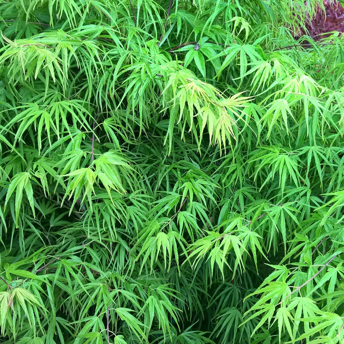 Erable Acer palmatum Scolopendrifolium 15L - Willemse