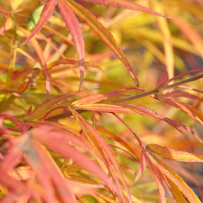 Erable Acer palmatum Scolopendrifolium 15L - Acer palmatum scolopendrifolium - Willemse