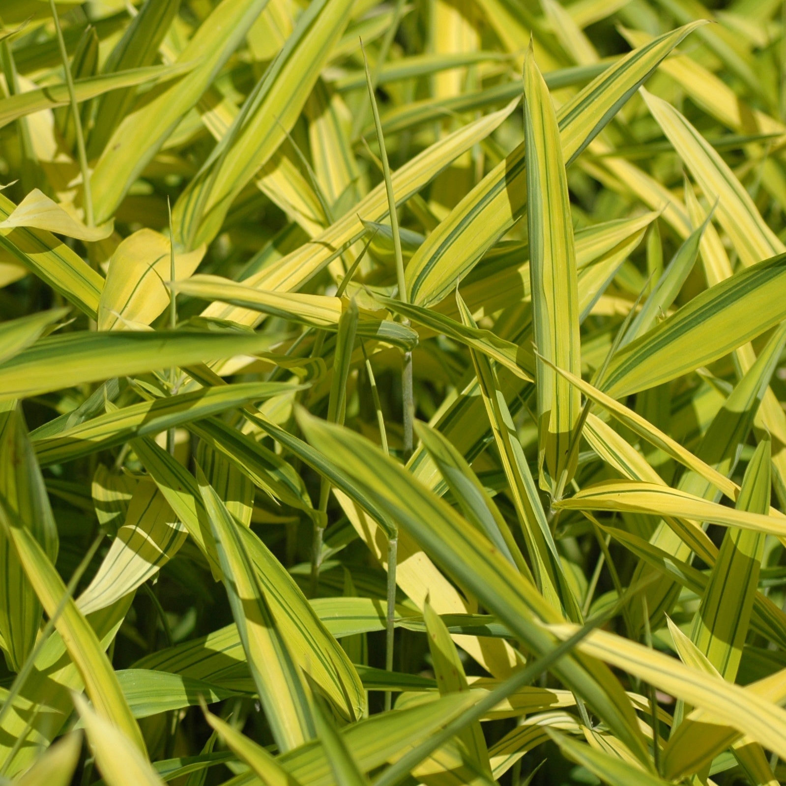 Bambou Pleioblastus viridistriatus Auricoma 3L - Willemse