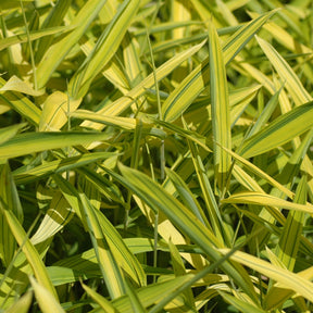 Bambou Pleioblastus viridistriatus Auricoma 3L - Willemse