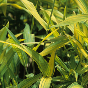 Bambou Pleioblastus viridistriatus Auricoma 3L - Pleioblastus viridistriatus auricoma - Willemse