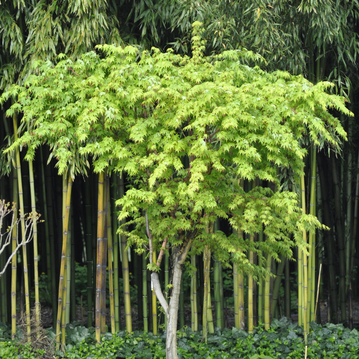 Erable Acer palmatum Sangokaku 15L - Willemse
