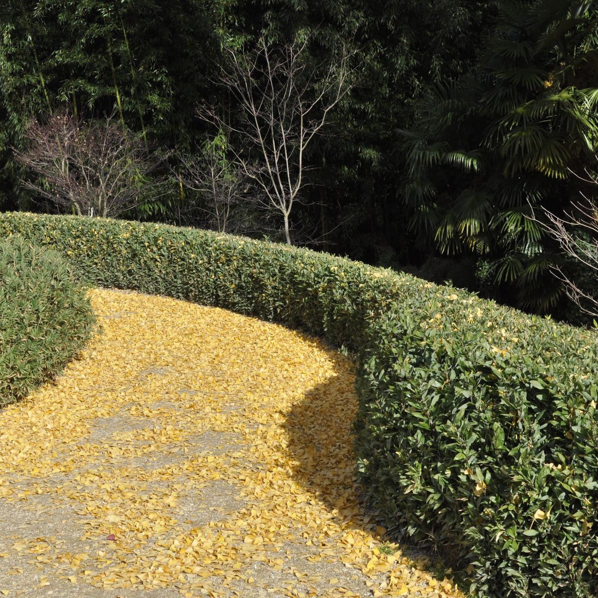 Bambou Shibataea kumasaca 3L - Willemse