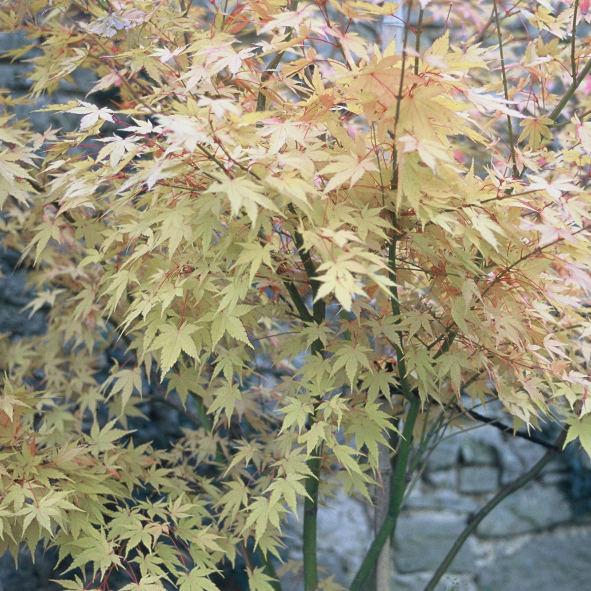 Erable Acer palmatum Orange dream 15L - Willemse