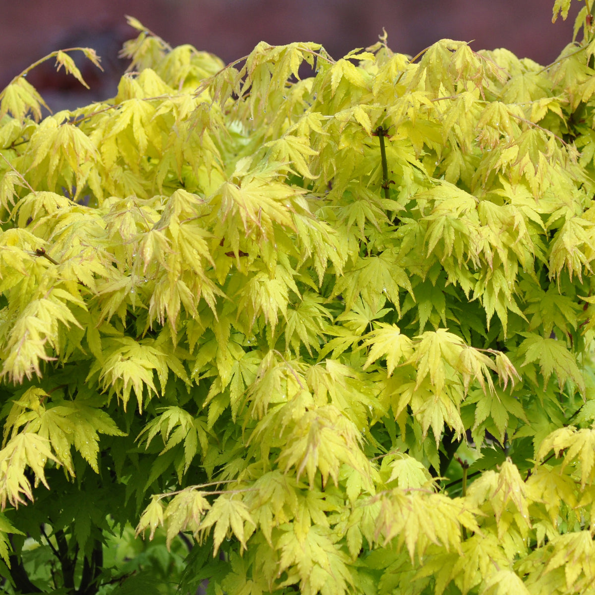 Erable Acer palmatum Orange dream 15L - Acer palmatum orange dream - Willemse