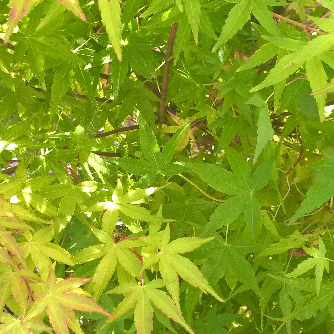 Erable Acer palmatum Ueno Yama 15L - Willemse