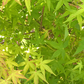 Erable Acer palmatum Ueno Yama 15L - Willemse