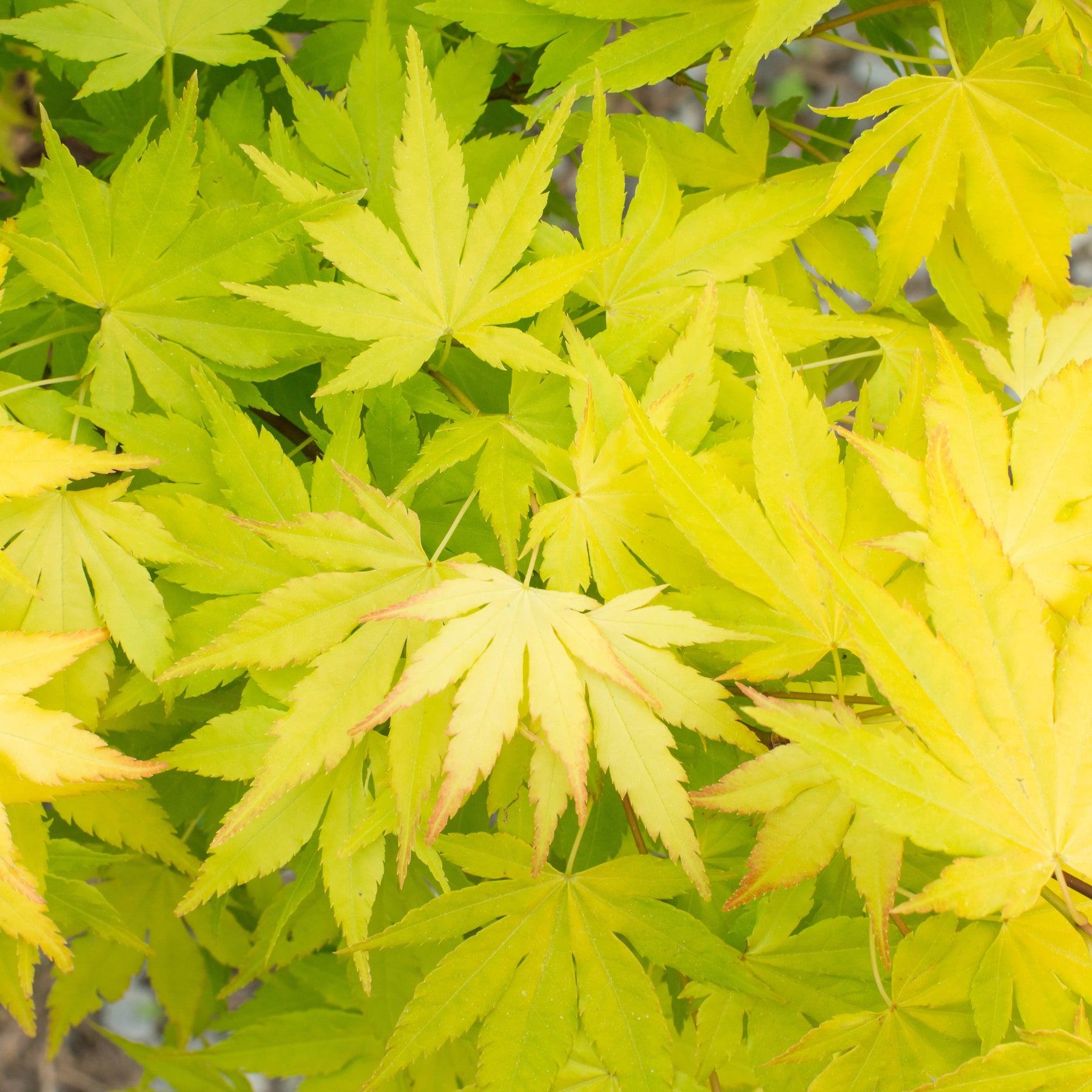Erable Acer palmatum Ueno Yama 15L - Acer palmatum ueno yama - Willemse
