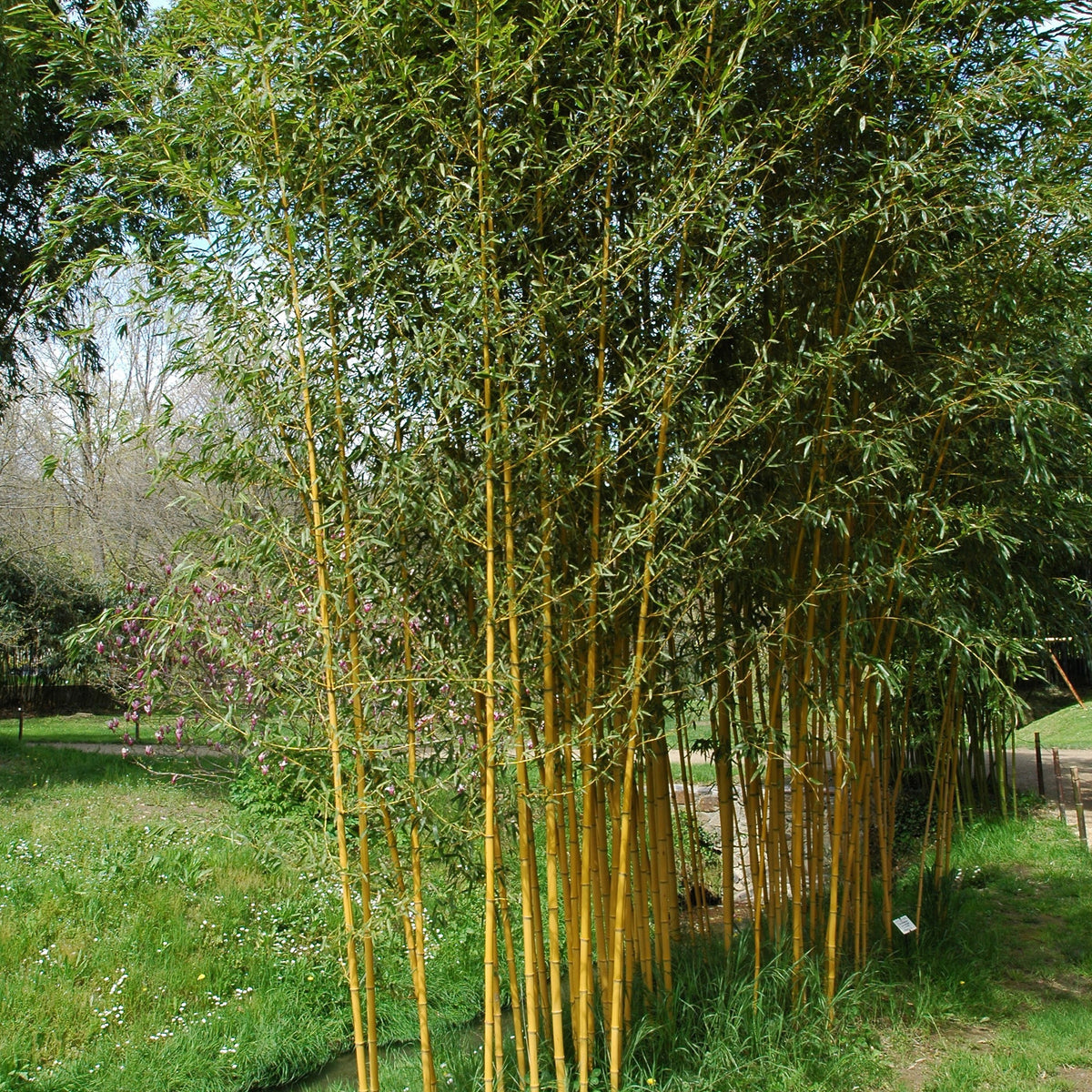 Bambou Phyllostachys aureosulcata Aureocaulis 30L pour votre jardin réf 020256 - Willemse