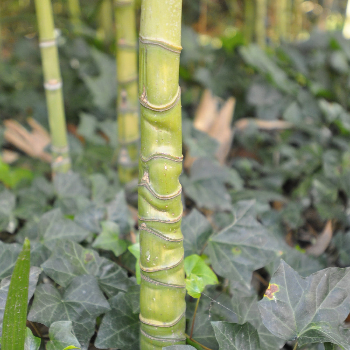 Bambou Phyllostachys aurea 3L pour votre jardin réf 020267 - Willemse