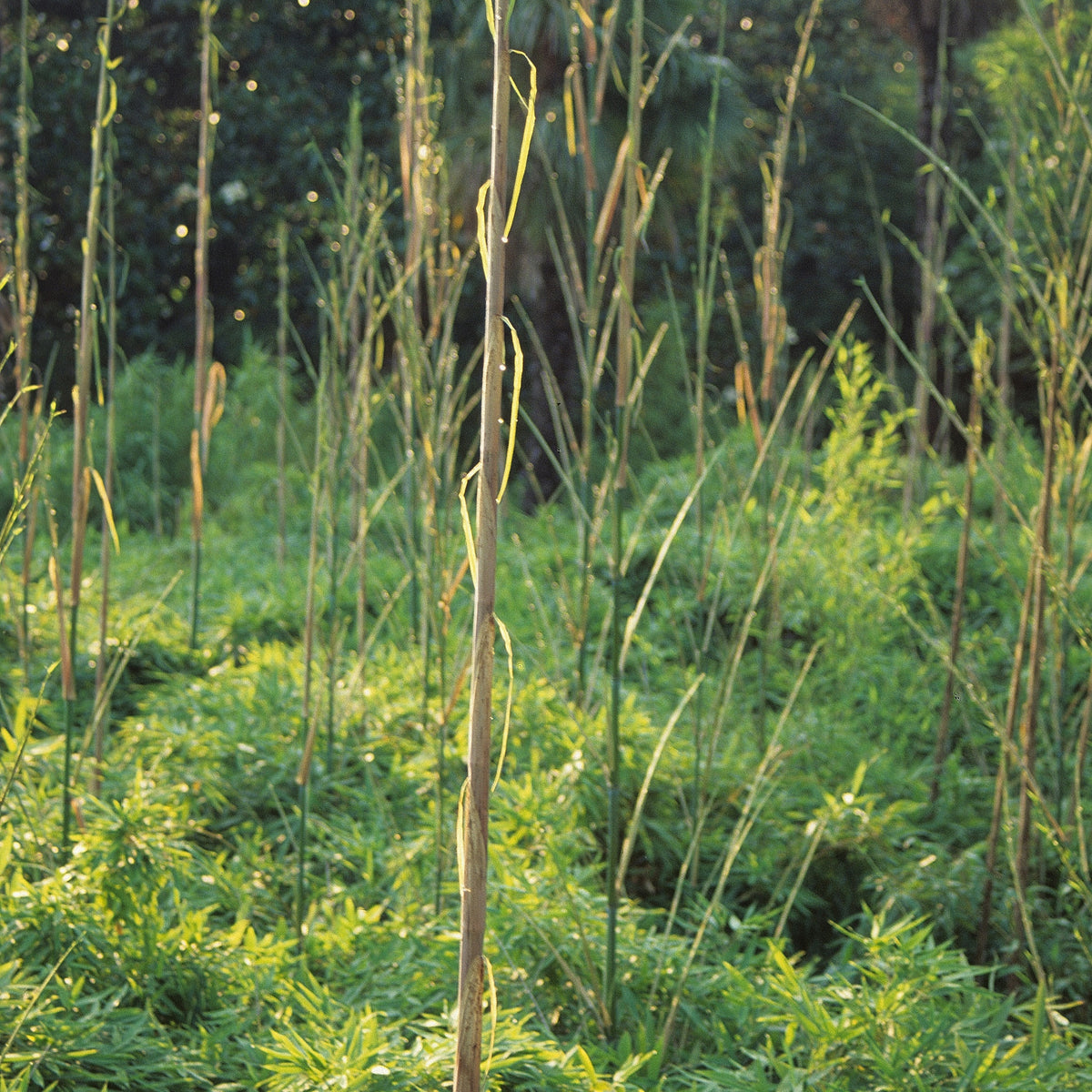 Bambou Phyllostachys aurea 3L pour votre jardin réf 020267 - Phyllostachys aurea - Willemse