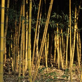 Bambou Phyllostachys aurea Holochrysa 7L - Willemse