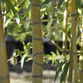 Bambou Phyllostachys aurea Holochrysa 7L - Phyllostachys aurea holochrysa - Willemse