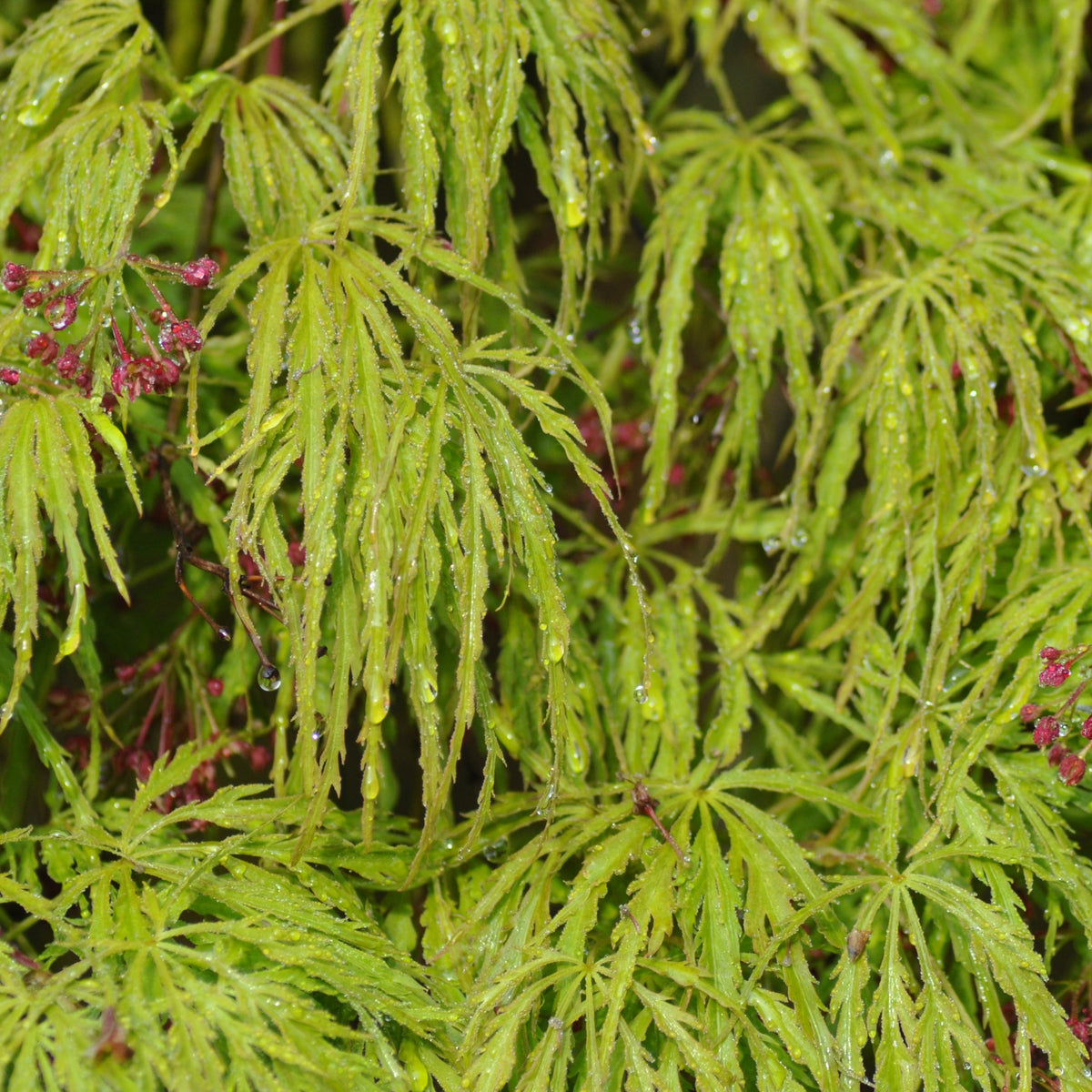 Erable Acer palmatum Dissectum Viridis 15L - Acer palmatum dissectum viridis - Willemse