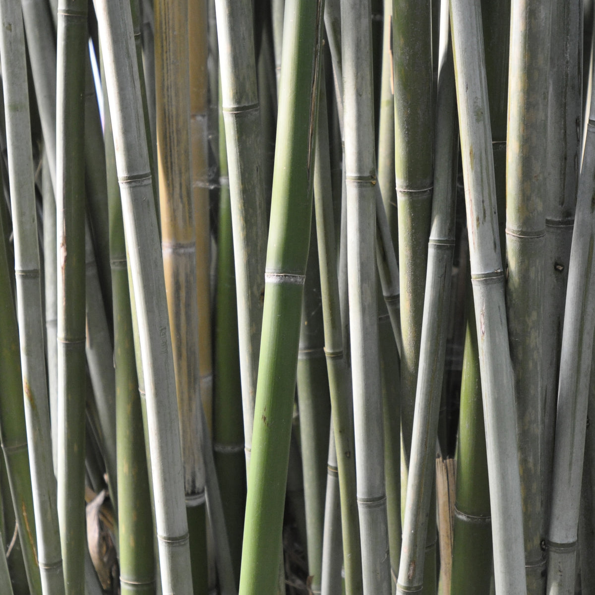 Bambou Phyllostachys rubromarginata 30L pour votre jardin réf 020295 - Willemse