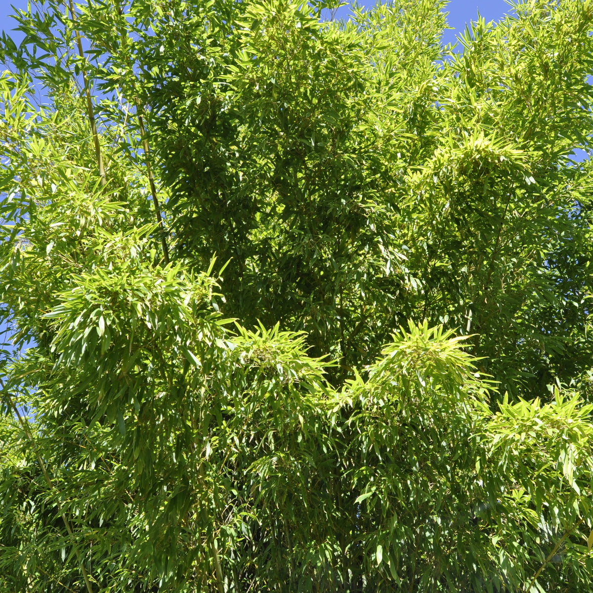 Bambou Phyllostachys rubromarginata 30L pour votre jardin réf 020295 - Phyllostachys rubromarginata - Willemse