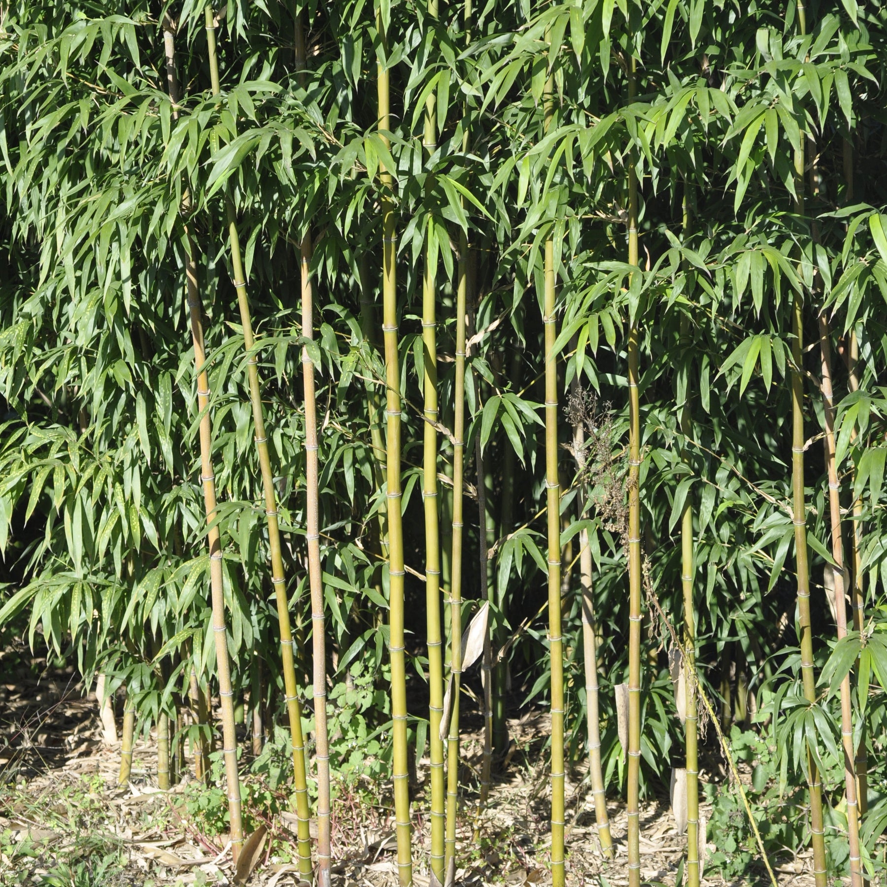 Bambou Semiarundinaria fastuosa 15L - Willemse