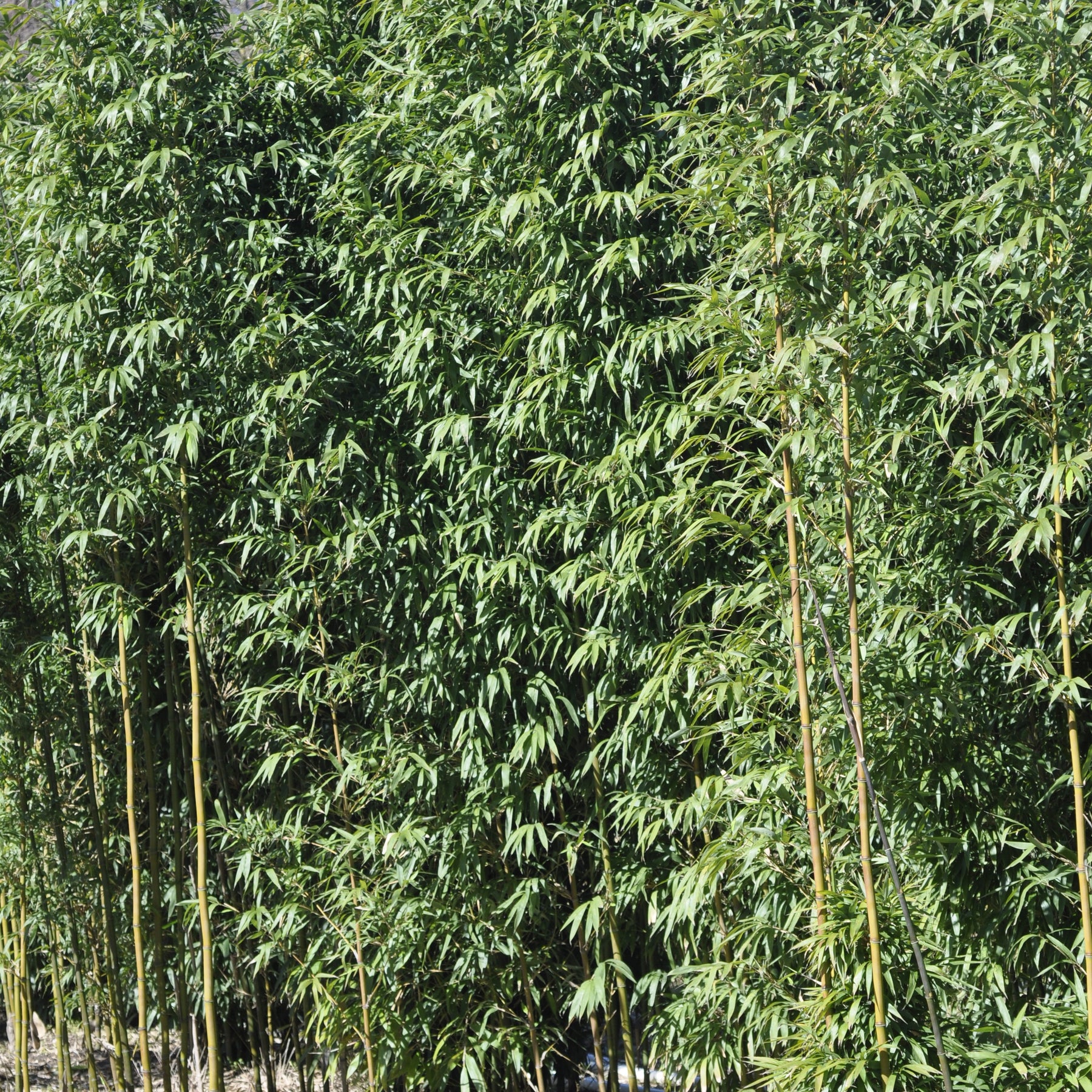 Bambou Semiarundinaria fastuosa 15L - Semiarundinaria fastuosa - Willemse