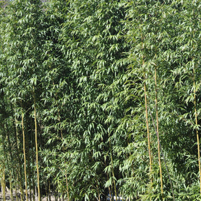 Bambou Semiarundinaria fastuosa 15L - Semiarundinaria fastuosa - Willemse
