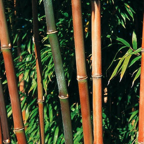 Semiarundinaria fastuosa - Bambou Semiarundinaria fastuosa 15L - Bambous