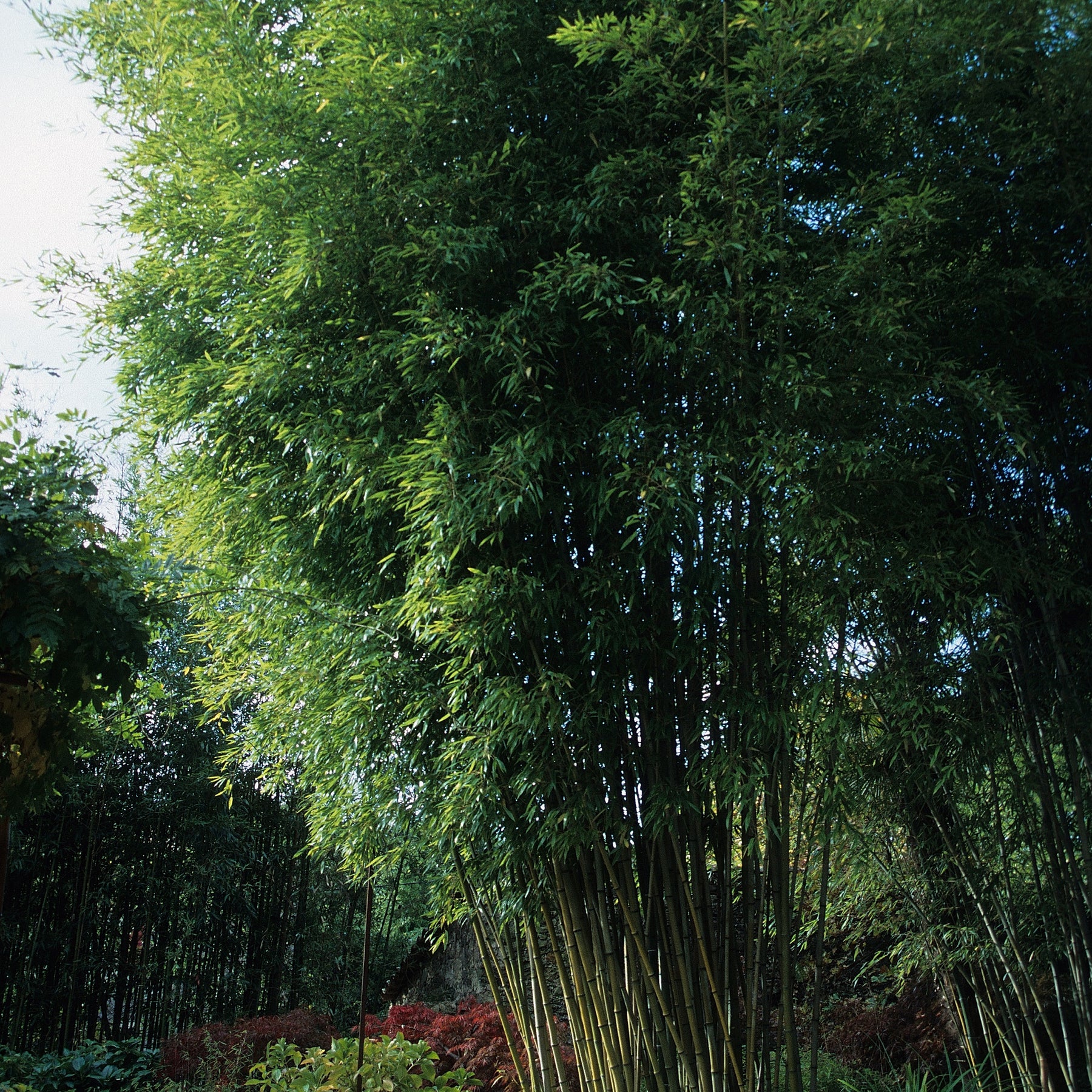 Bambou Phyllostachys nigra Henonis 7L - Willemse