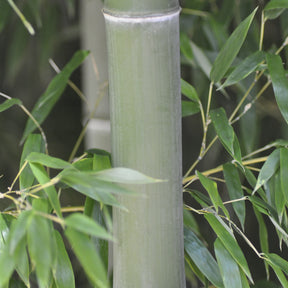 Bambou Phyllostachys nigra Henonis 7L - Phyllostachys nigra henonis - Willemse
