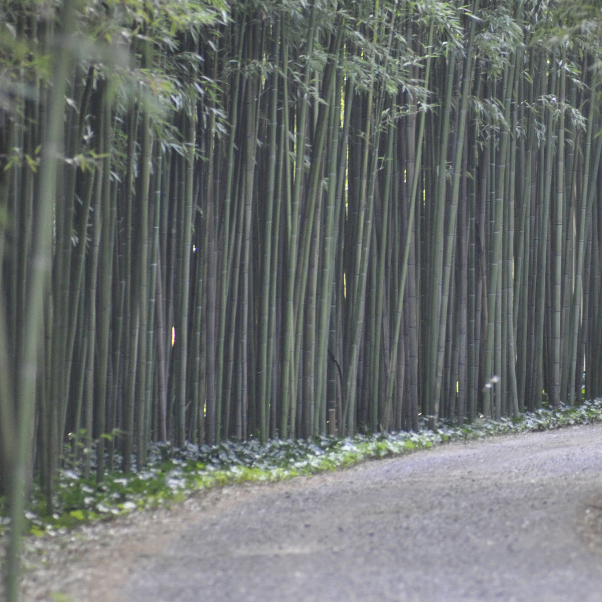 Bambou Phyllostachys viridiglaucescens 15L pour votre jardin réf 020328 - Willemse