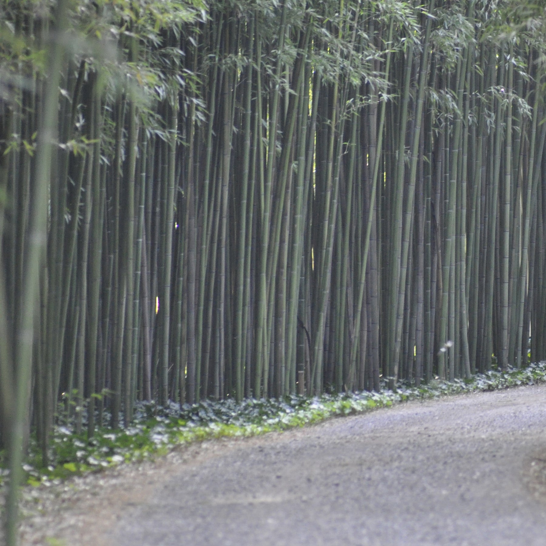 Bambou Phyllostachys viridiglaucescens 15L pour votre jardin réf 020328 - Willemse