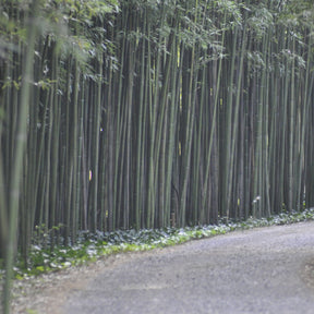 Bambou Phyllostachys viridiglaucescens 15L pour votre jardin réf 020328 - Willemse