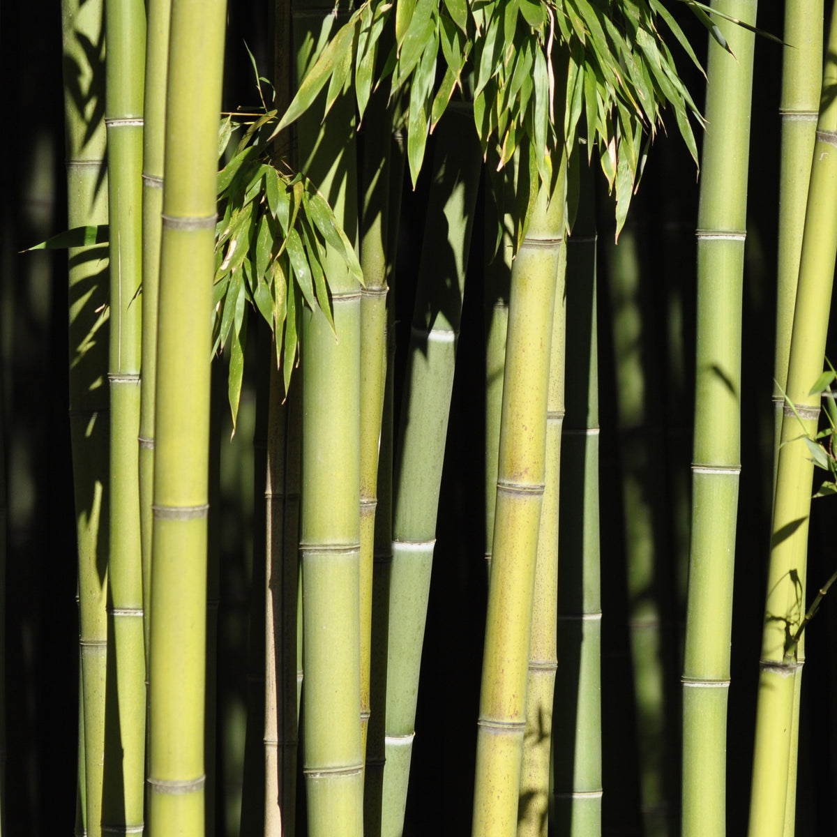 Bambou Phyllostachys viridiglaucescens 15L pour votre jardin réf 020328 - Phyllostachys viridiglaucescens - Willemse