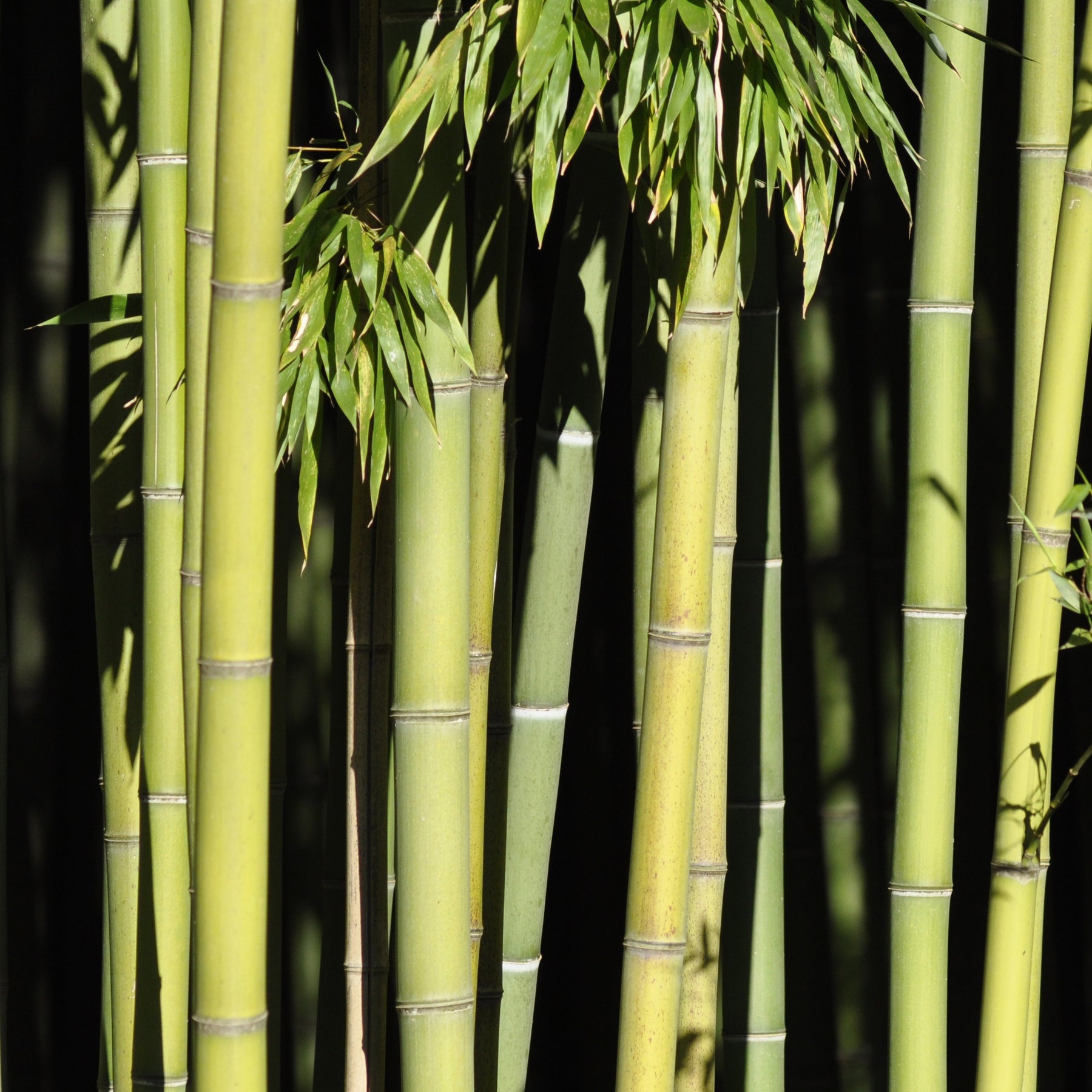 Bambou Phyllostachys viridiglaucescens 15L pour votre jardin réf 020328 - Phyllostachys viridiglaucescens - Willemse