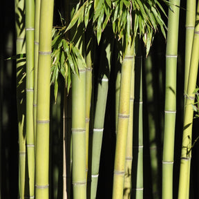 Bambou Phyllostachys viridiglaucescens 15L pour votre jardin réf 020328 - Phyllostachys viridiglaucescens - Willemse
