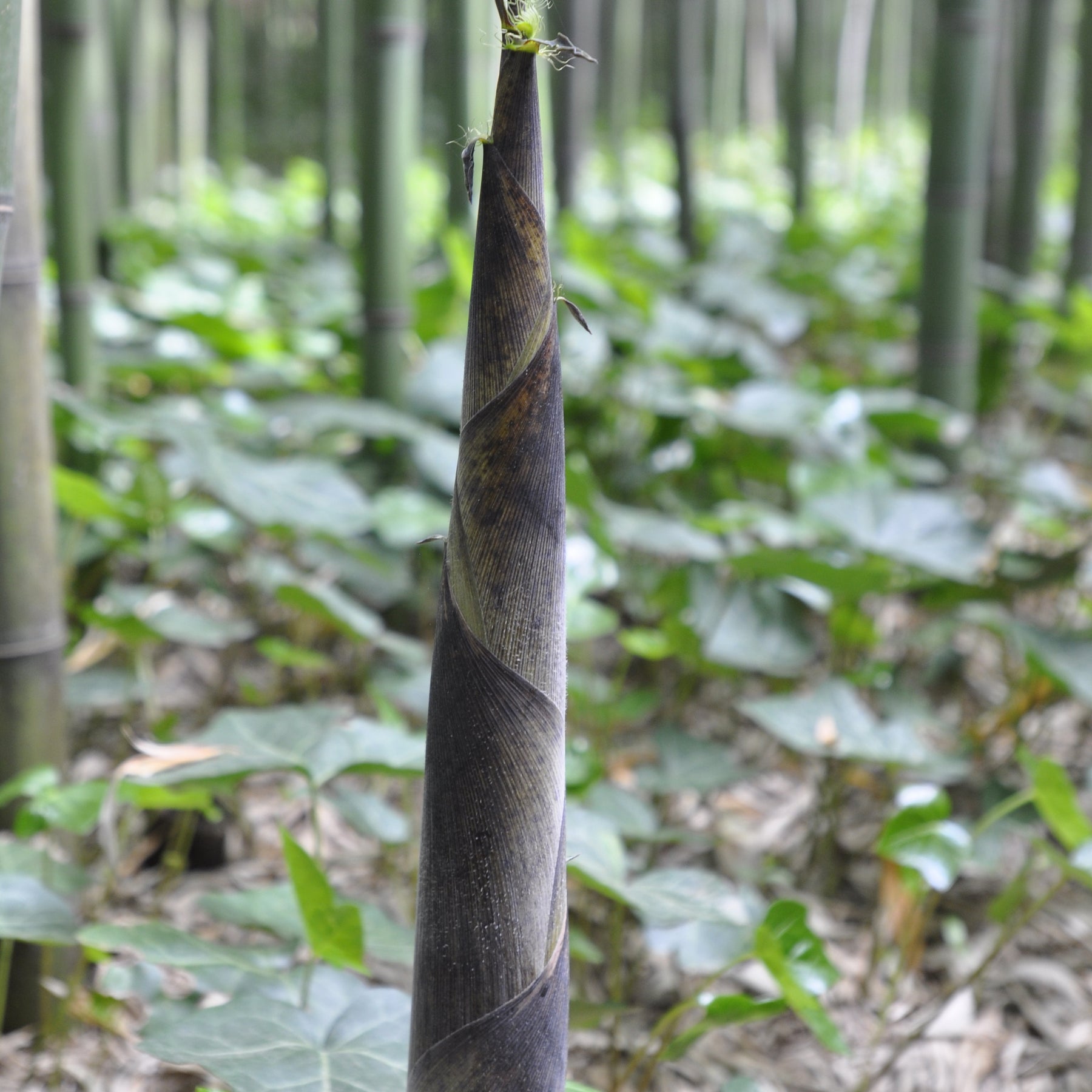 Phyllostachys viridiglaucescens - Bambou Phyllostachys viridiglaucescens 15L pour votre jardin réf 020328 - 