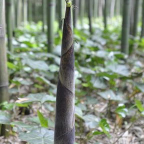 Phyllostachys viridiglaucescens - Bambou Phyllostachys viridiglaucescens 15L pour votre jardin réf 020328 - 