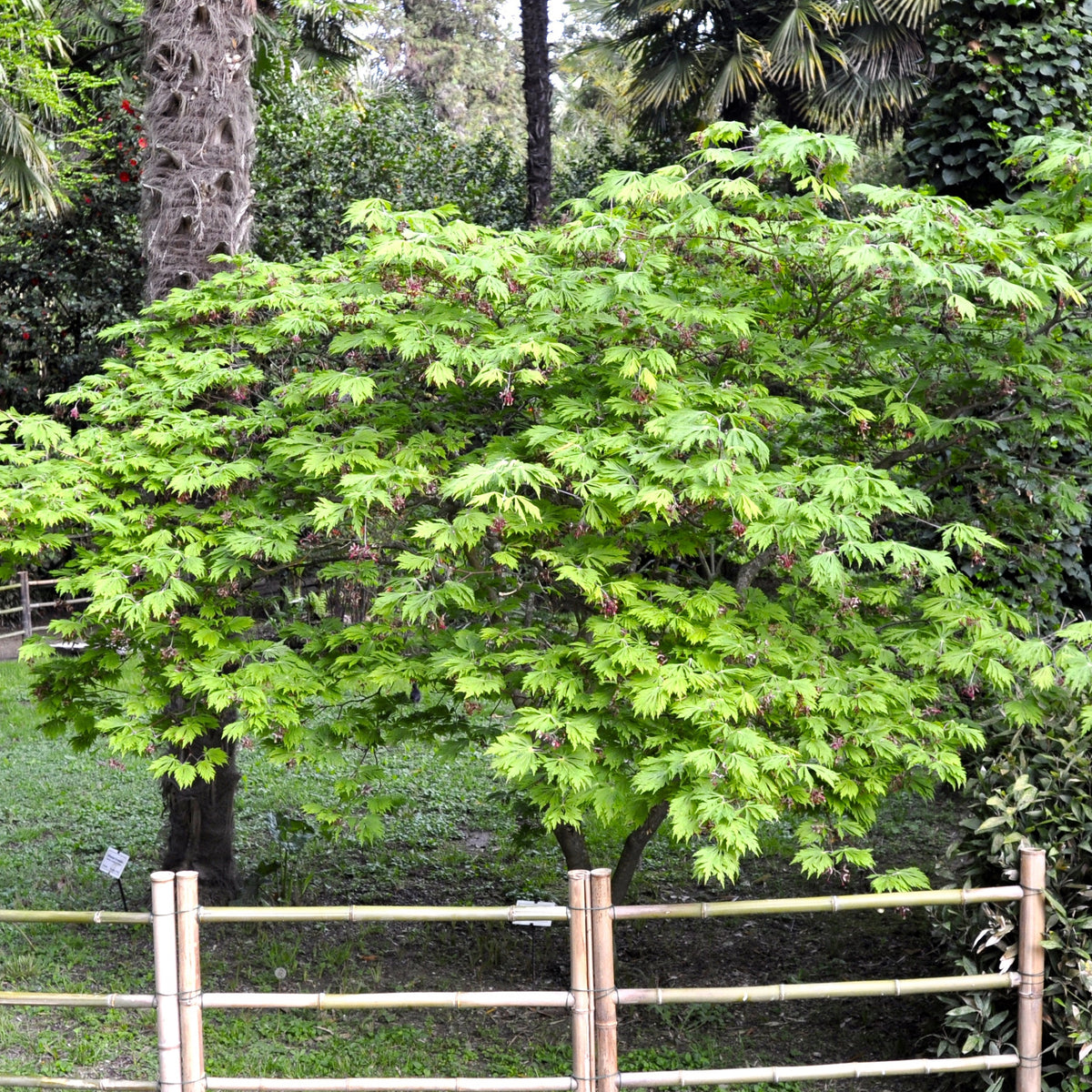 Erable Acer japonicum Aconitifolium 15L - Willemse