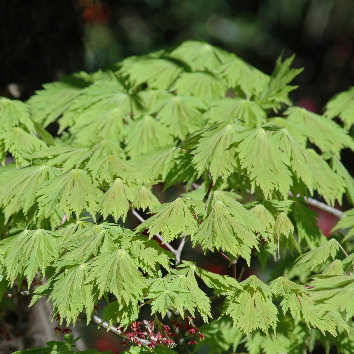 Erable Acer japonicum Aconitifolium 15L - Acer japonicum aconitifolium - Willemse