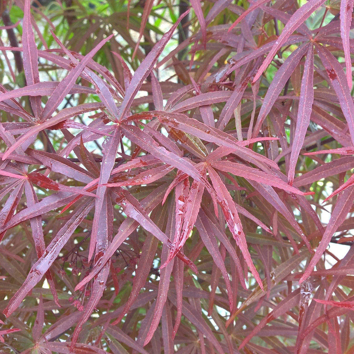 Erable Acer palmatum Atrolineare 15L - Willemse