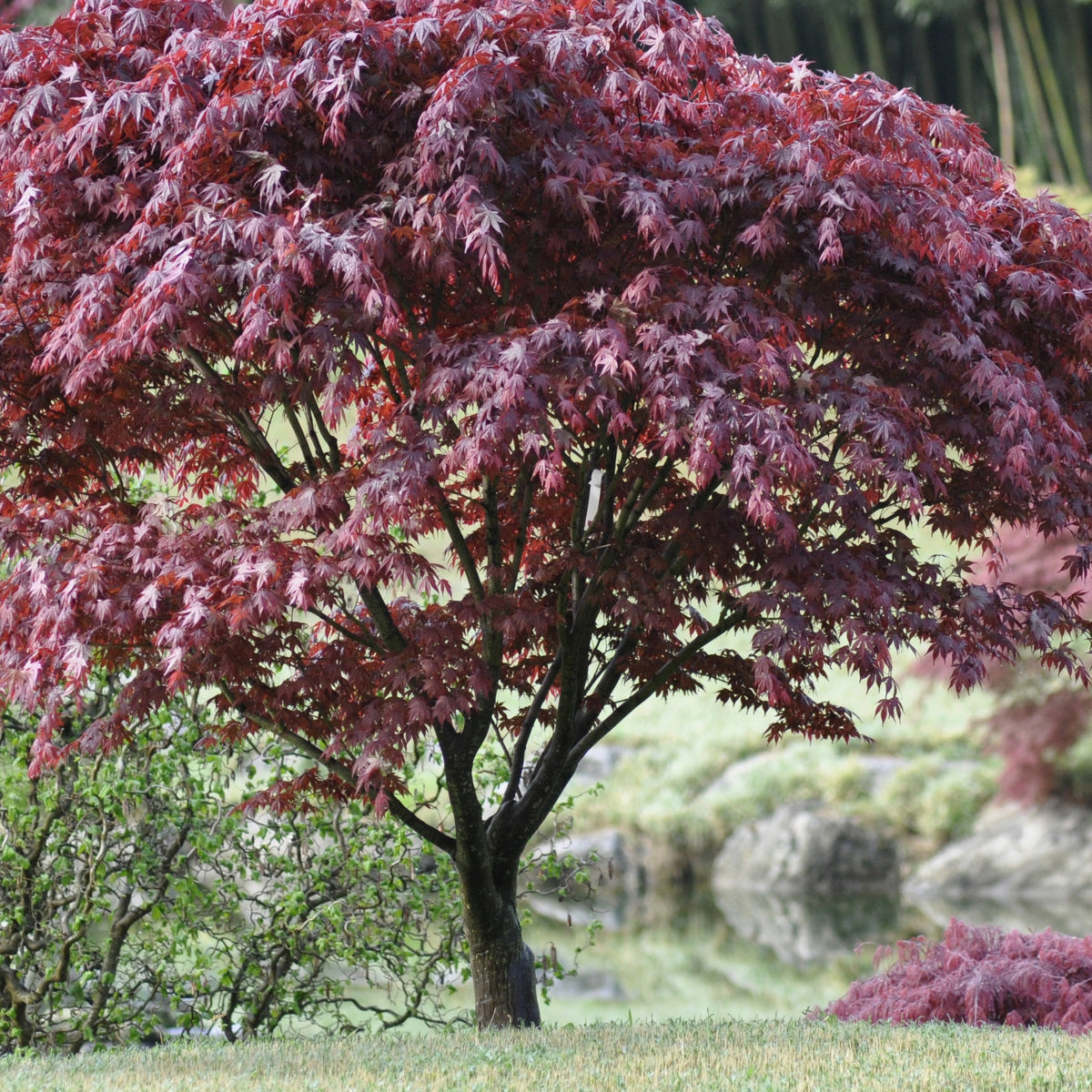 Erable Acer palmatum Bloodgood 15L - Willemse