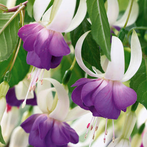 12 Fuchsias résistants au gel Blue Sarah - Willemse