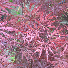 Erable Acer palmatum Crimson Queen 15L - Acer palmatum crimson queen - Willemse