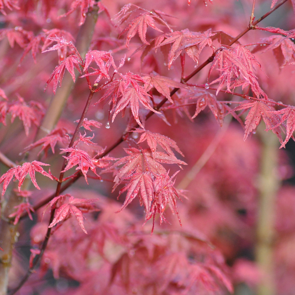 Erable Acer palmatum Deshojo 15L - Willemse