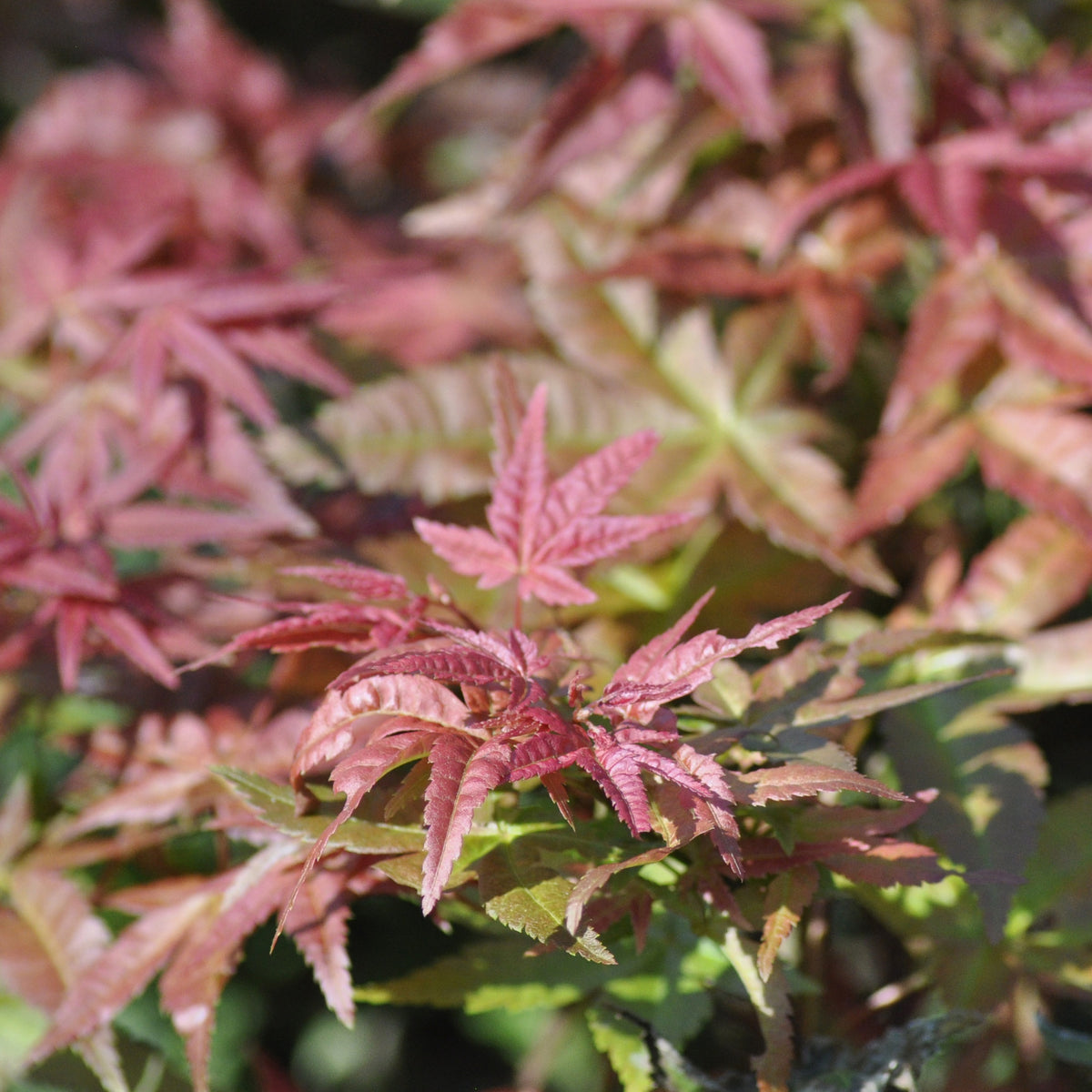 Erable Acer palmatum Deshojo 15L - Acer palmatum deshojo - Willemse