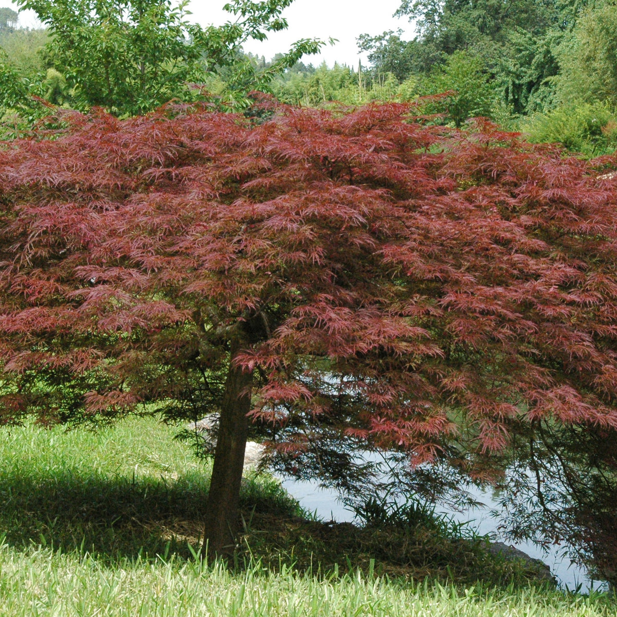Erable Acer palmatum Dissectum Garnet 15L - Willemse