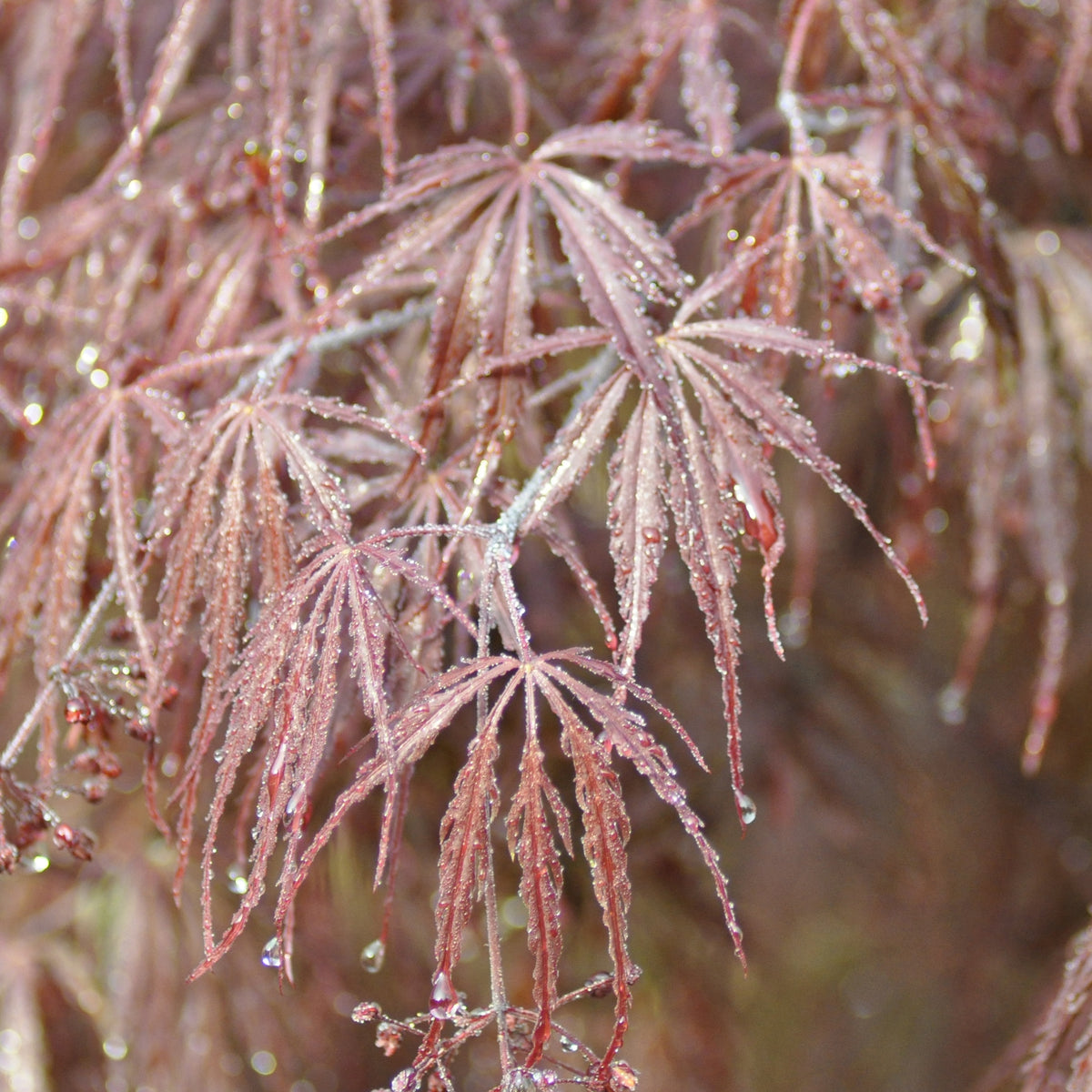 Erable Acer palmatum Dissectum Garnet 15L - Acer palmatum dissectum garnet - Willemse