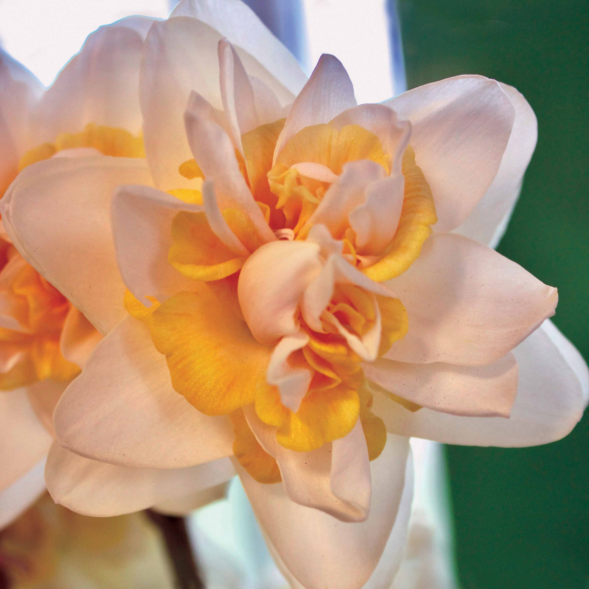 6 Narcisses Peach Cobbler - Willemse