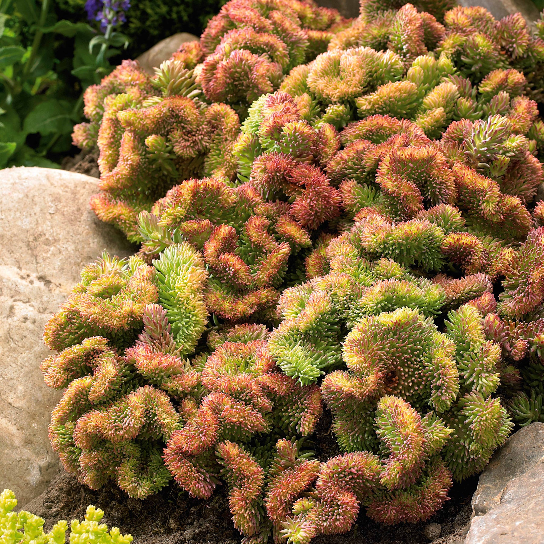 2 Sédums crispés - Willemse