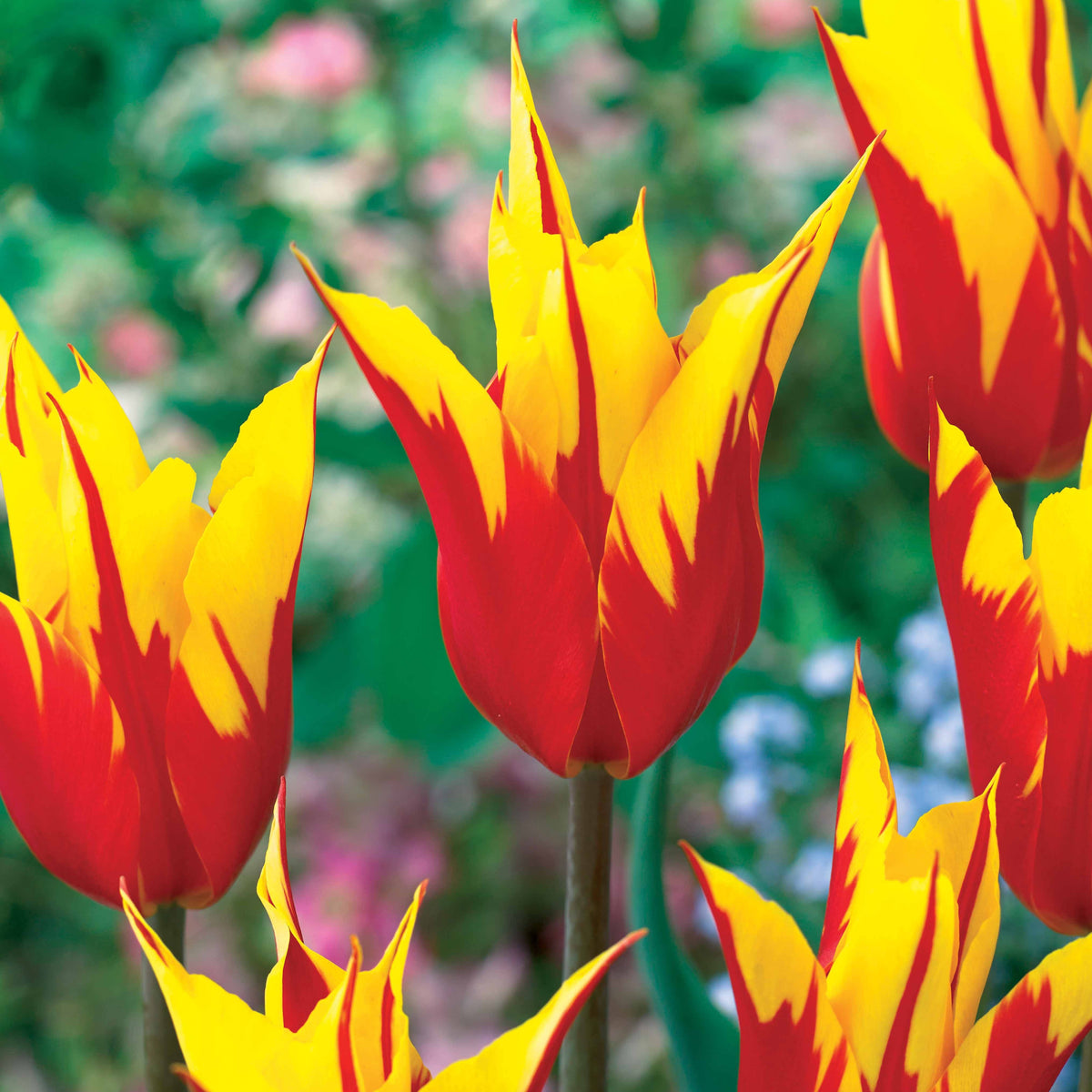 Coll. 30 tulipes fleur de lis :Aile de feu,Etoile verte,Amour eternel - Tulipa'firewings','greenstar','lasting love' - Willemse