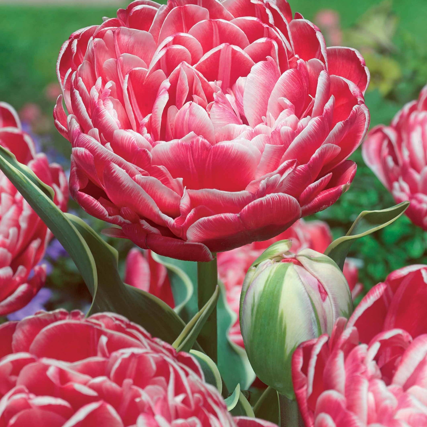 5 Tulipes fleur de pivoine Sensation Double - Tulipa sensation double - Willemse
